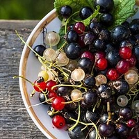 Blackcurrant Plant - Ben Alder