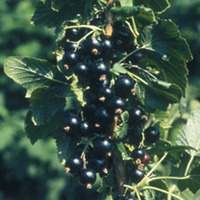 Blackcurrant Plant - Ben Connan
