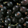 Blackcurrant Plant - Big Ben