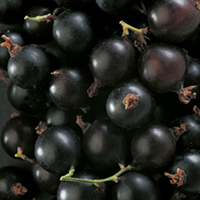 Blackcurrant Plant - Big Ben