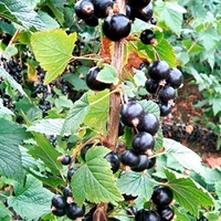 Blackcurrant Plant - Big Ben