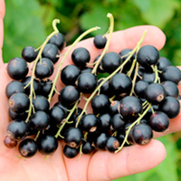 Blackcurrant Plant - Cassissima