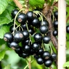 Blackcurrant Plant - Little Black Sugar