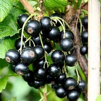 Blackcurrant Plant - Little Black Sugar