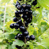 Blackcurrant Plant - Noiroma