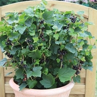 Blackcurrant Plant - Summer Pearls Patio Black