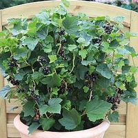 Blackcurrant Plant - Summer Pearls Patio Black
