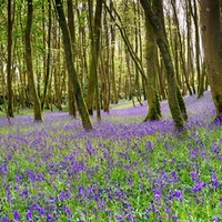 Bluebells English Bulbs