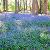 Bluebells English Bulbs