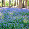Bluebells English Bulbs