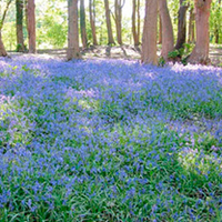 Bluebells English Bulbs