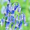 Bluebells English Bulbs