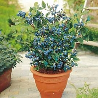 Blueberry Collection with Wild Blueberry Jam