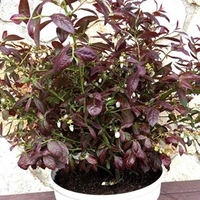 Blueberry Plant - Cabernet Splash