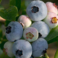 Blueberry Plant - Chandler