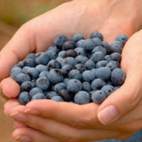 Blueberry Plant - Early Duke