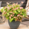 Blueberry Plant - Flamingo