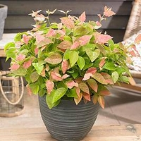 Blueberry Plant - Flamingo