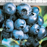 Blueberry Plant - Patriot