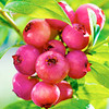 Blueberry Plant - Pink Lemonade