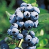 Blueberry Plant - Rubel