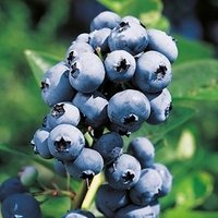 Blueberry Plant - Rubel