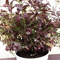 Blueberry Plants - Cabernet Splash