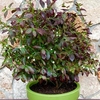 Blueberry Plants - Cabernet Splash with Wine