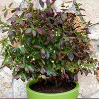 Blueberry Plants - Cabernet Splash with Wine