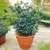 Blueberry Plants - Collection