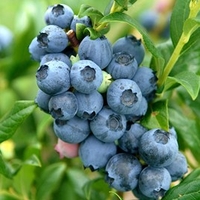 Blueberry Reka