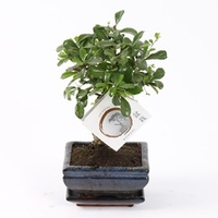 Bonsai Carmona In Ceramic With Saucer