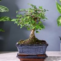 Bonsai Zelkova In Ceramic With Saucer