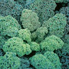 Borecole Reflex F1 Seeds
