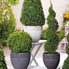 Box Ball Plants