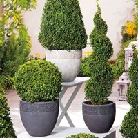 Box Plant - Ball 30cm x 2