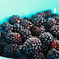 Boysenberry Plant