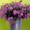 Brachyscome Plants - Surdaisy Strawberry Pink