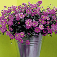 Brachyscome Plants - Surdaisy Strawberry Pink