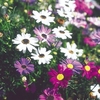 Brachyscome Seeds - Bravo Mixed