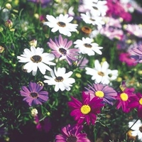 Brachyscome Seeds - Bravo Mixed
