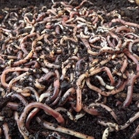 Brandling Worms for Compost (1000)