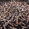 Brandling Worms for Compost