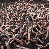 Brandling Worms for Compost