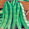 Broad Bean (Organic) Seeds - Super Aguadulce