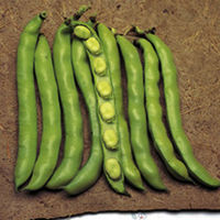 Broad Bean Plants - Reina Mora