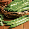 Broad Bean Seeds - Aquadulce Claudia