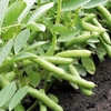 Broad Bean Seeds - De Monica