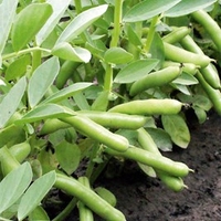 Broad Bean Seeds - De Monica