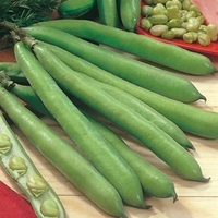 Broad Bean Seeds - Dreadnought